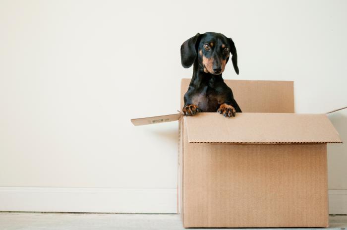 Dog Inside Open Cardboard Box